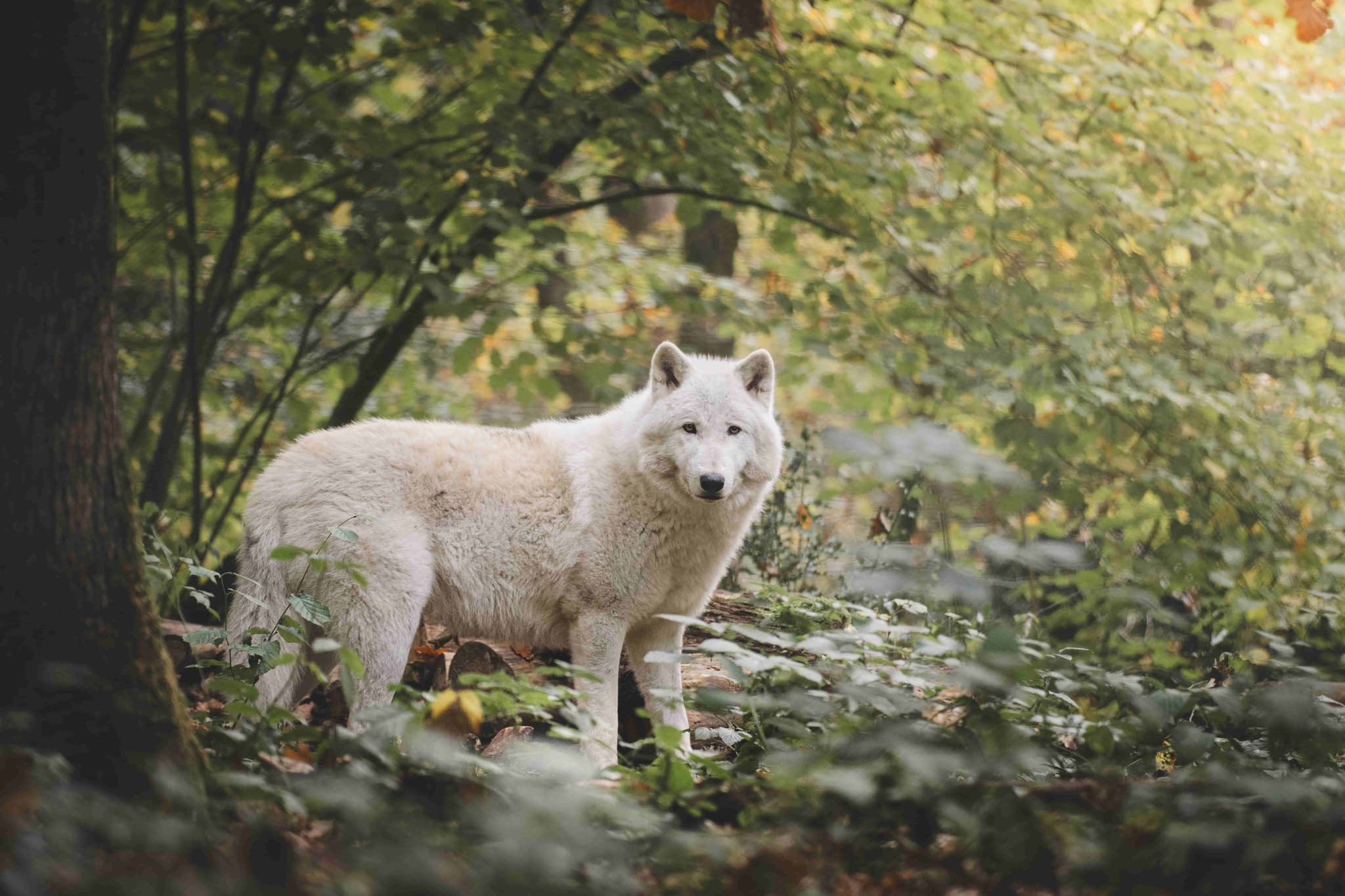 Déjeuner avec les loups