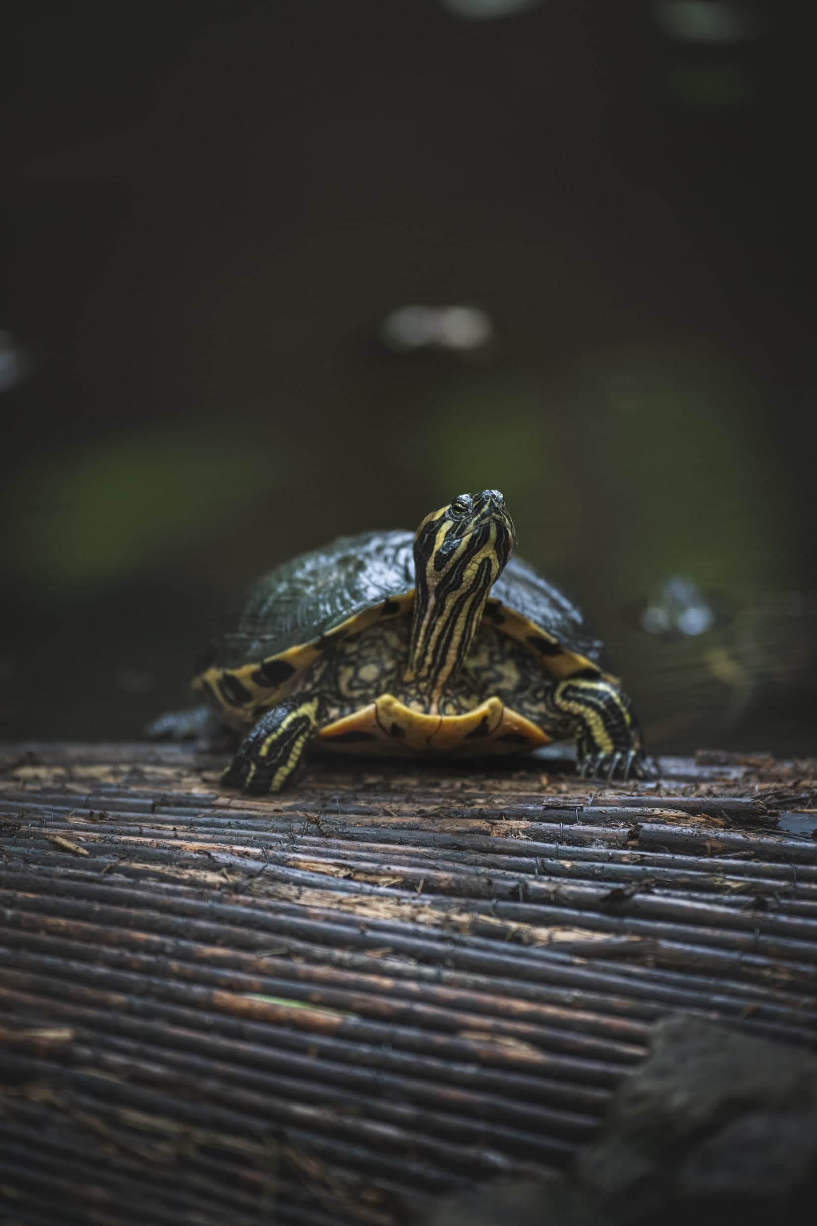 TORTUE DE FLORIDE