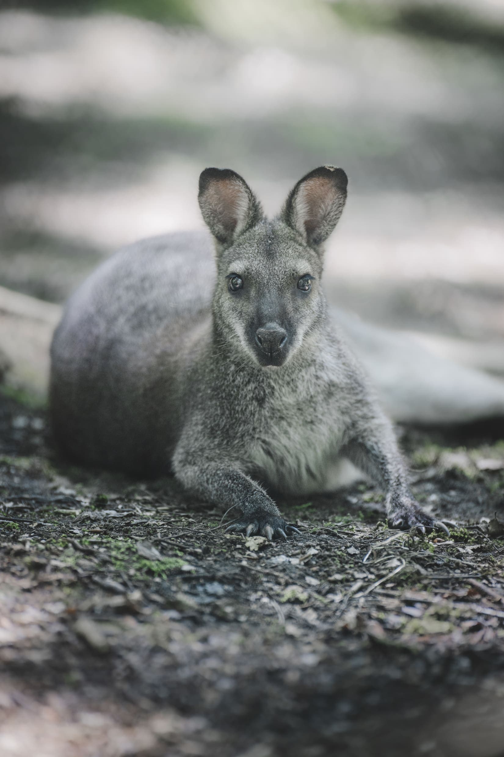 WALLABY DE BENNETT