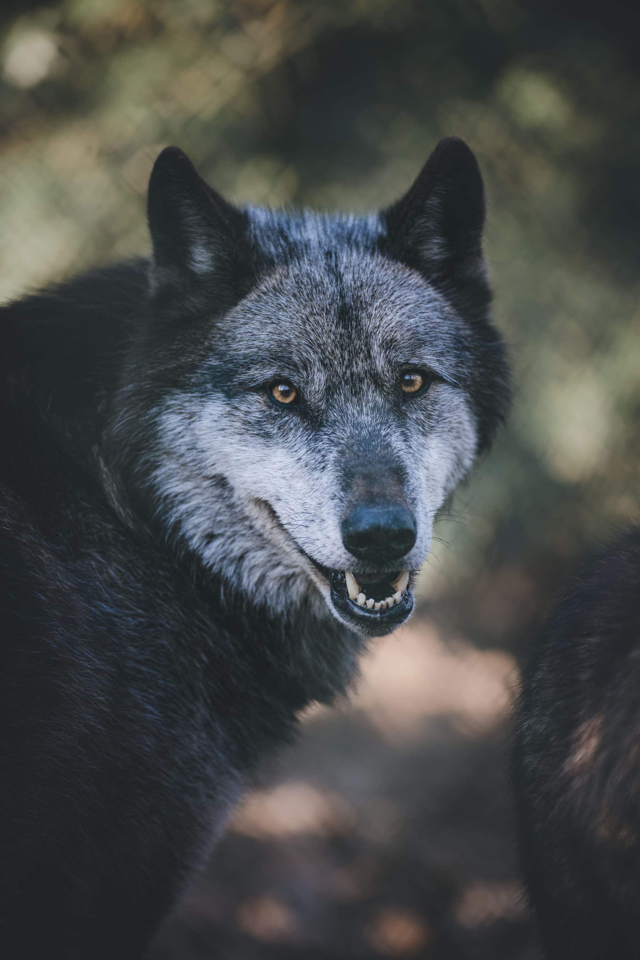 Loup noir du Canada