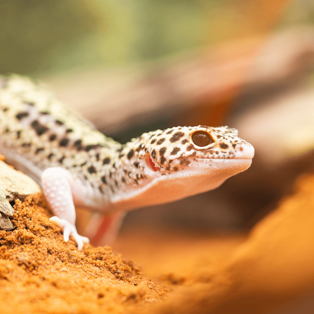 Gecko Leopard dans son terrarium