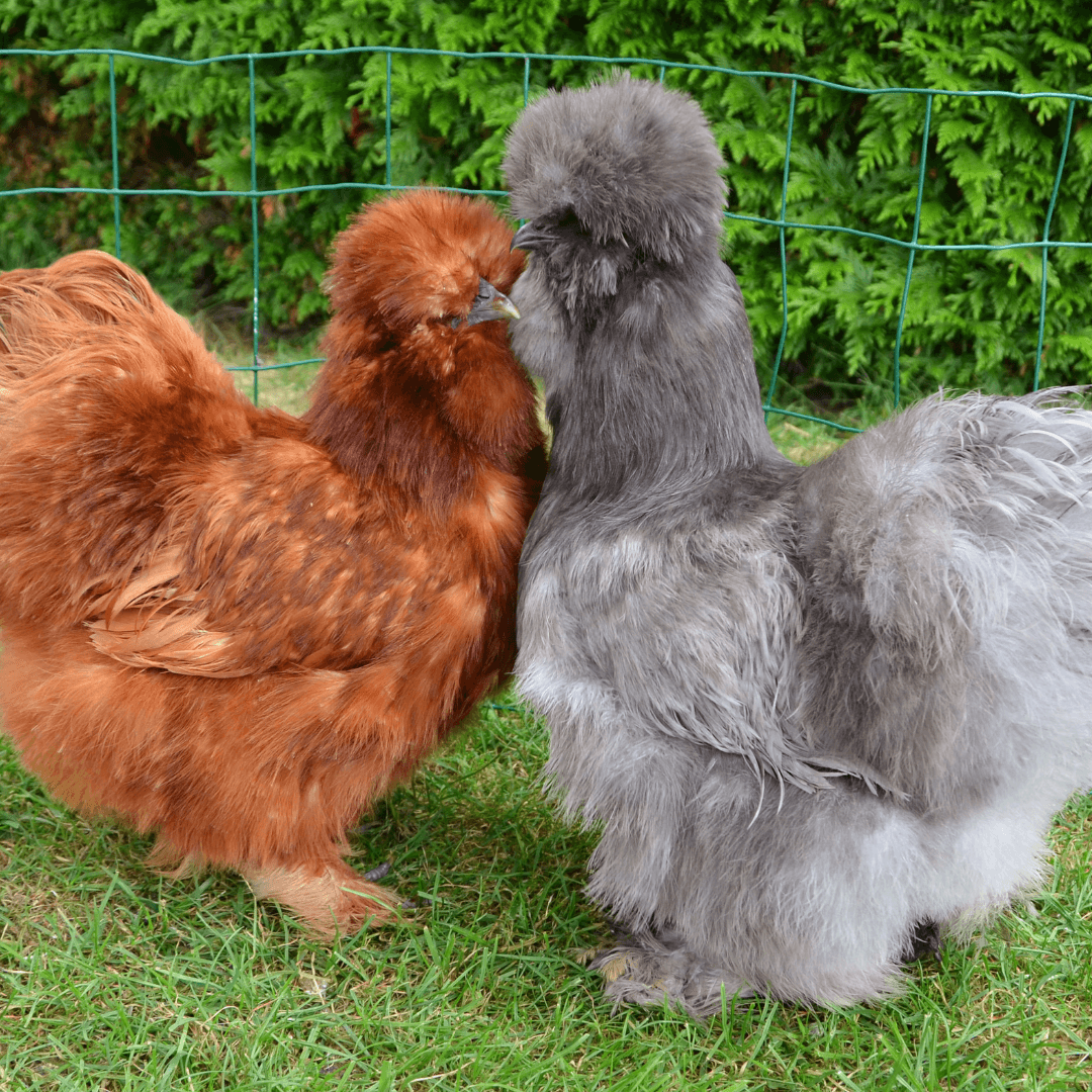 deux Poules de soie