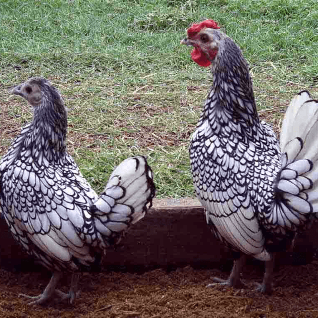 deux Poules Sebright