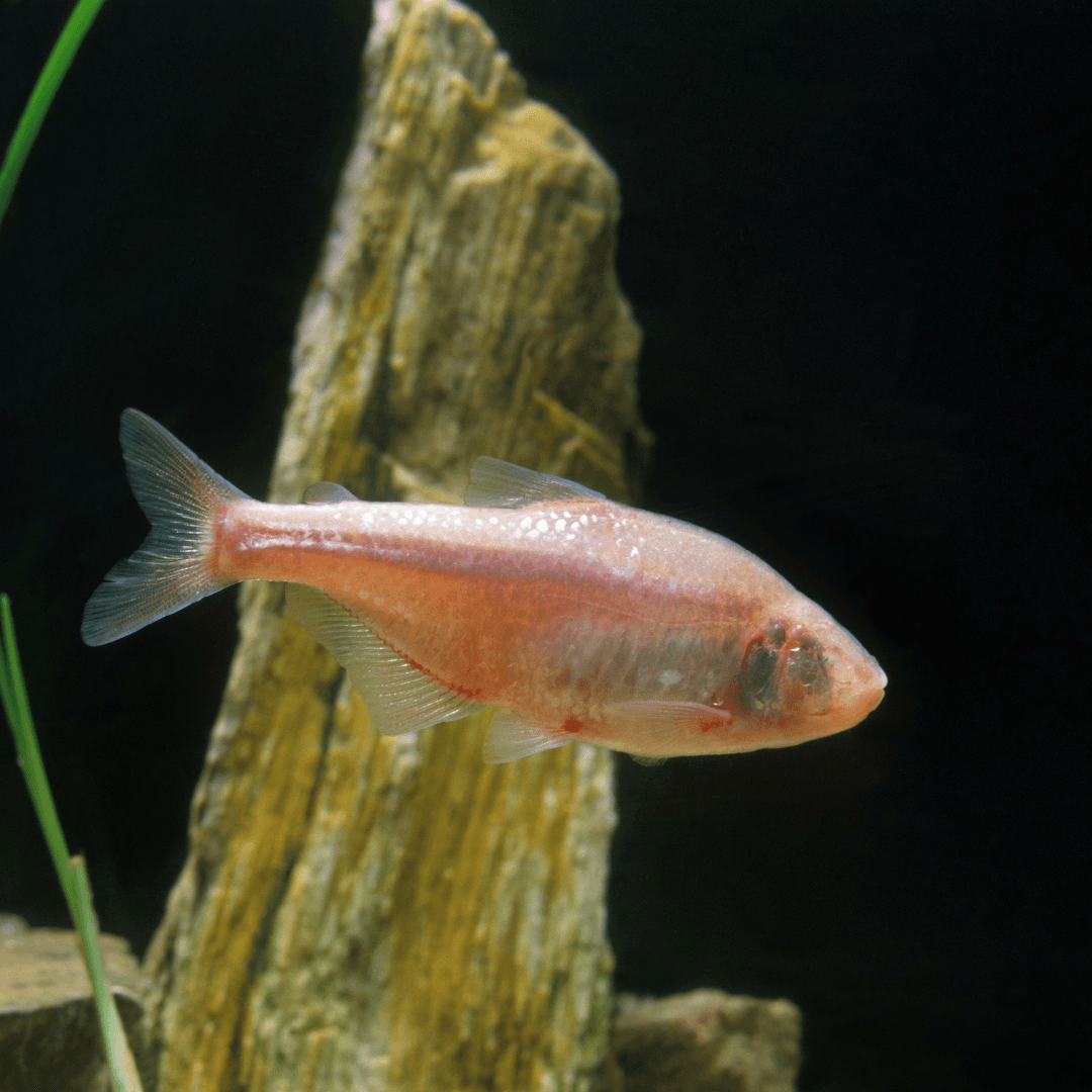 Tetra mexicain dans son aquarium