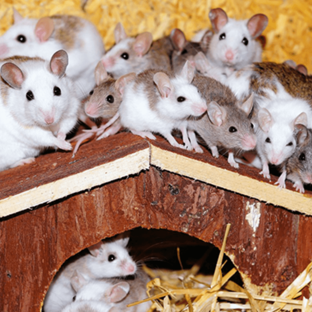 Plusieurs souris blanches et grises sur une cabane en bois