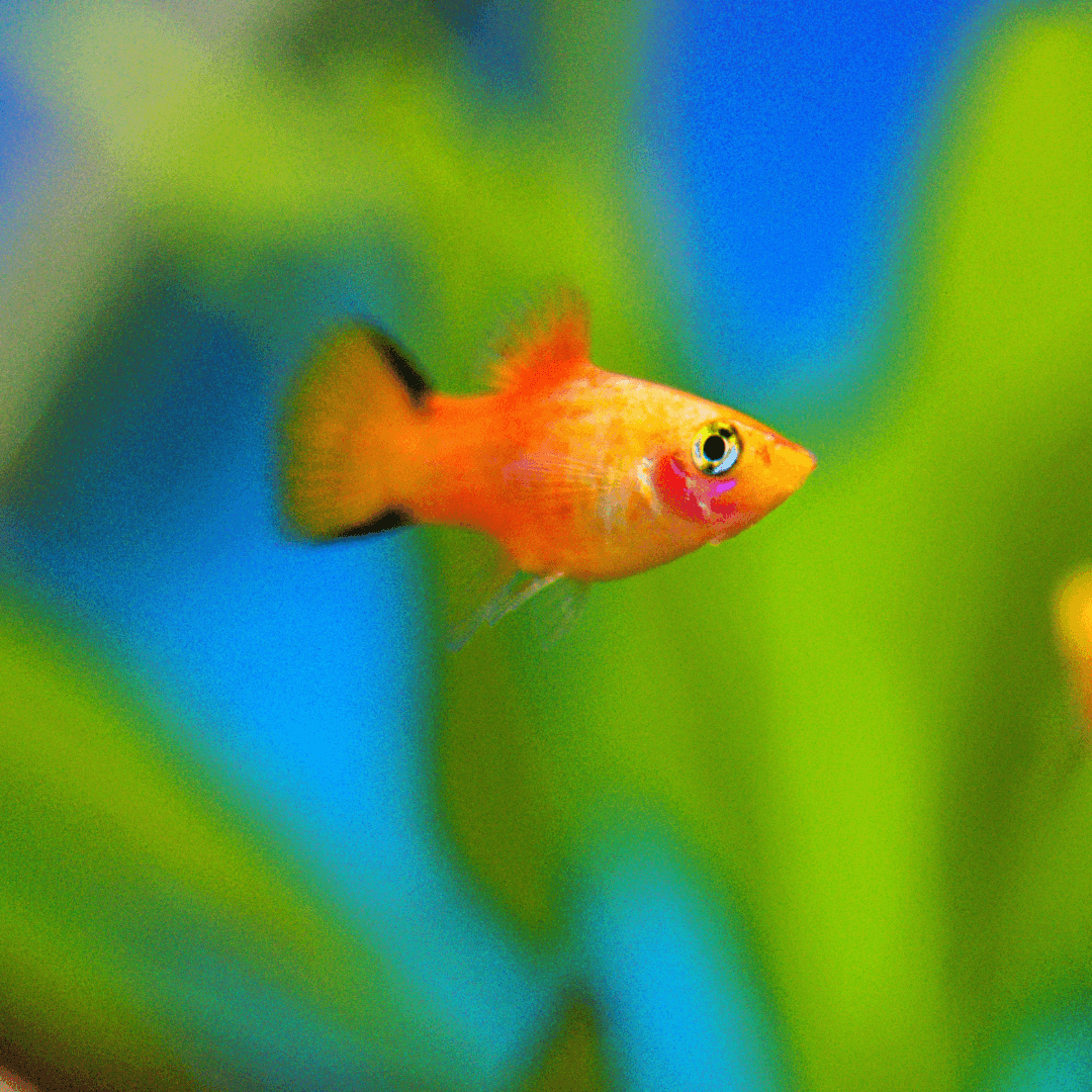 Platy dans son aquarium