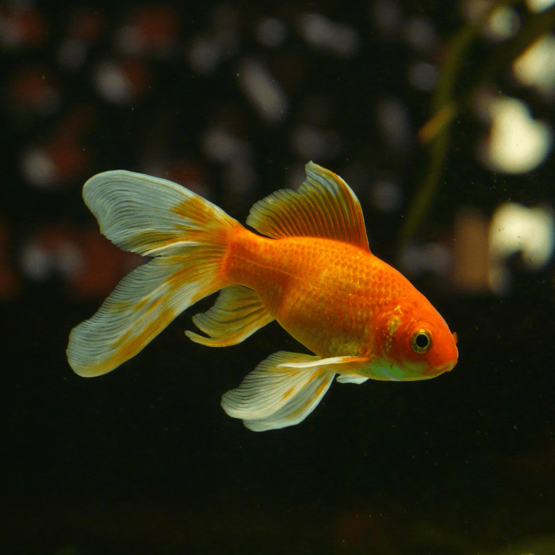 Poisson rouge dans son aquarium