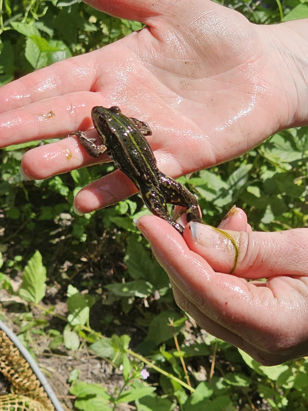 Grenouille animation mare