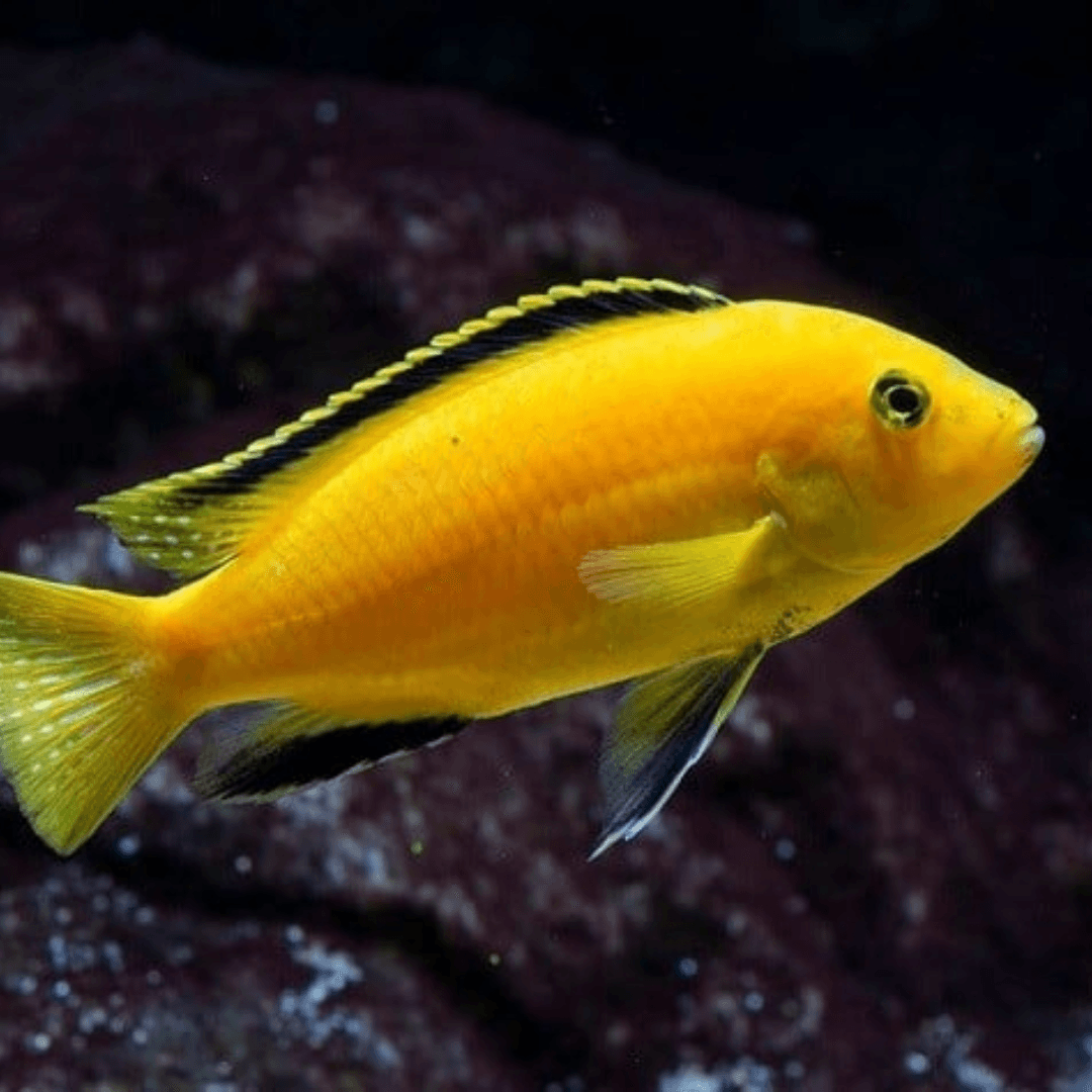 Labido jaune dans son aquarium