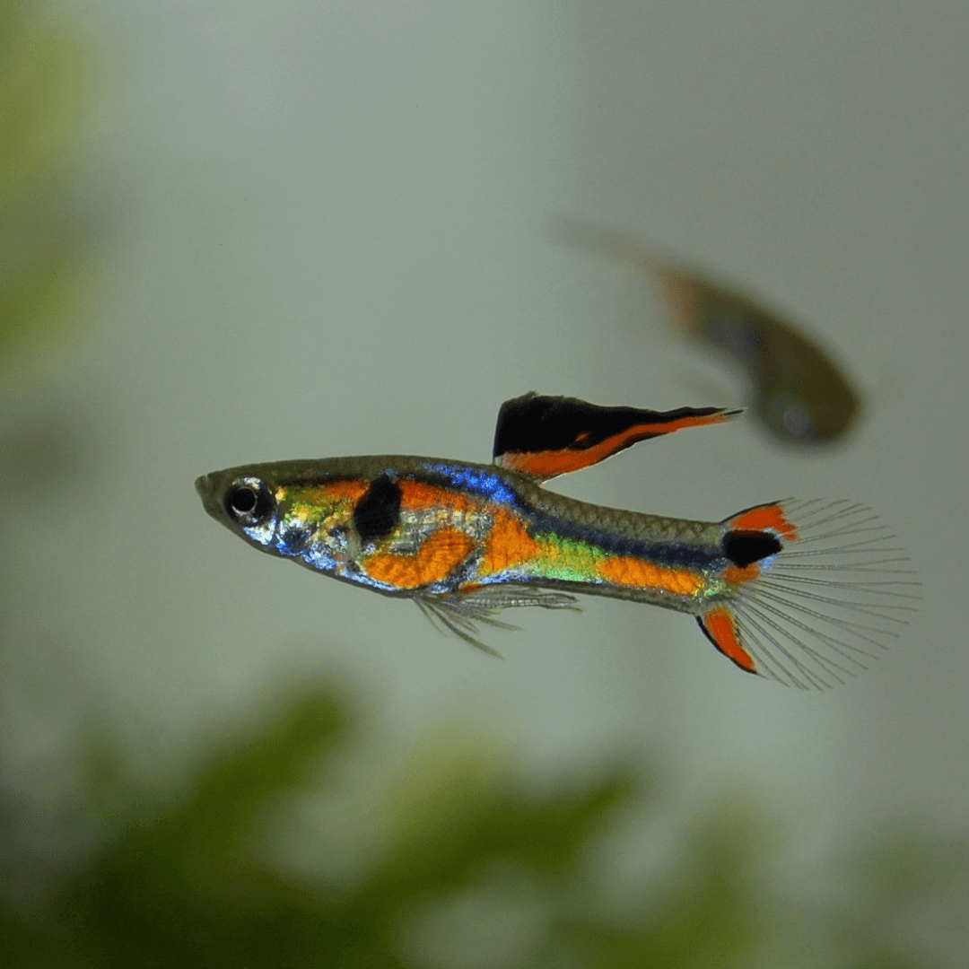 Guppy dans son aquarium