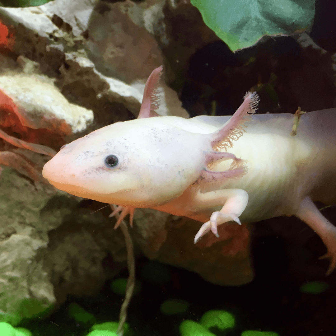 Axolotl dans son aquarium