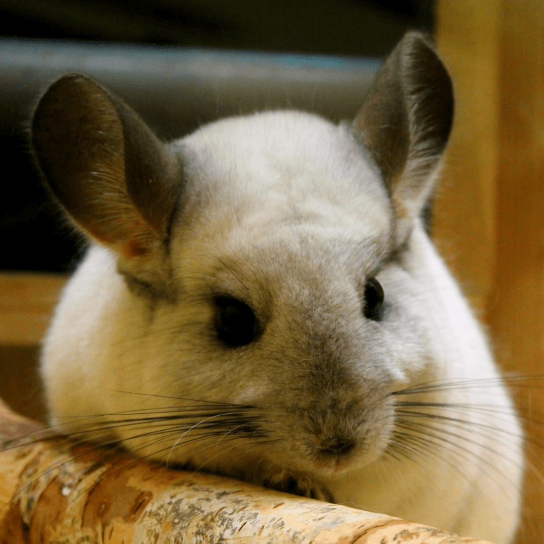 Chinchilla dans sa cage