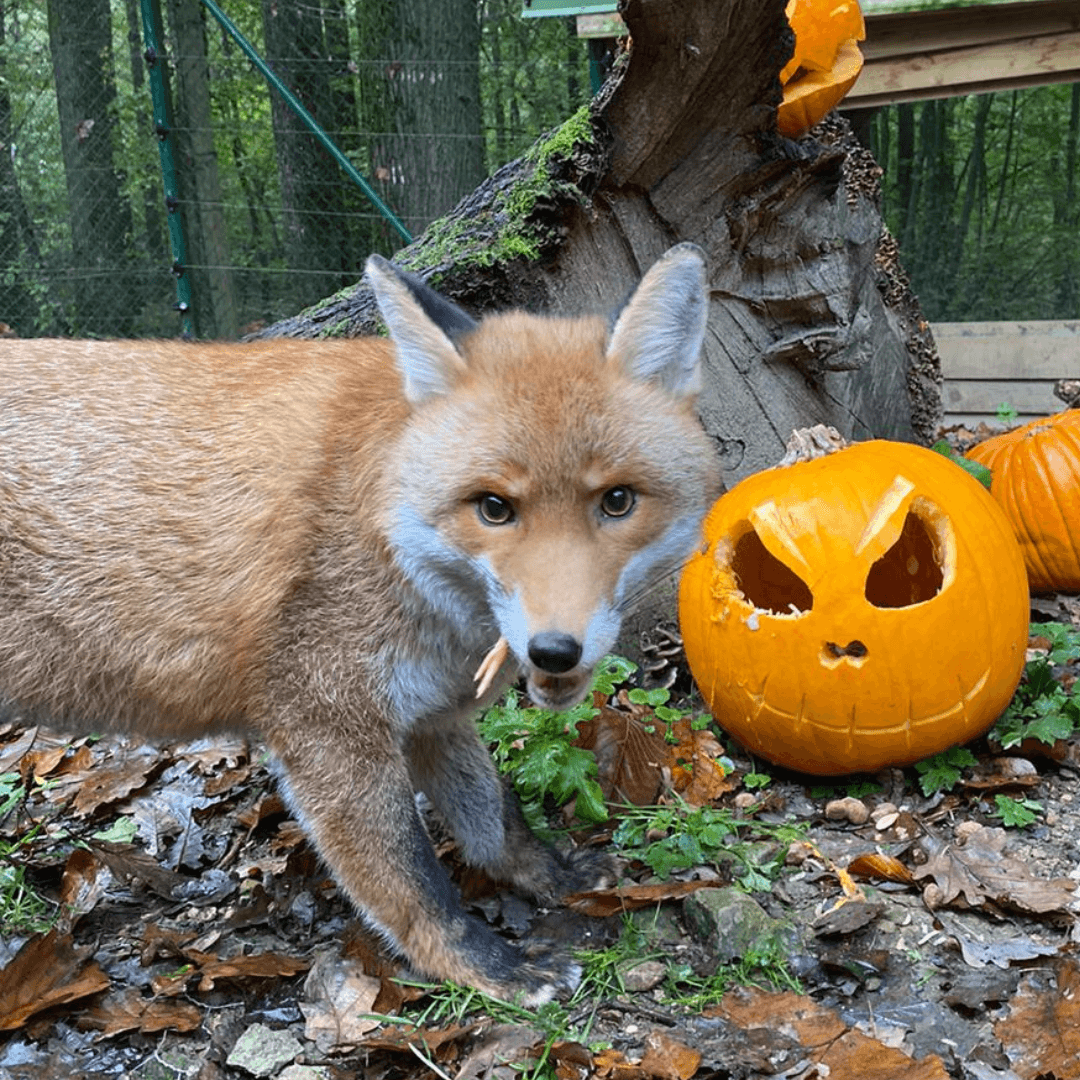 Renard avec des décorations d'halloween