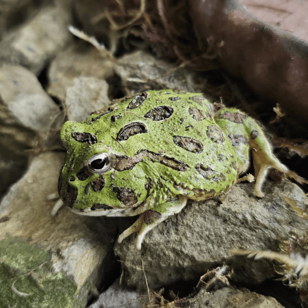 Grenouille cornue de Cranwell sur des pierres