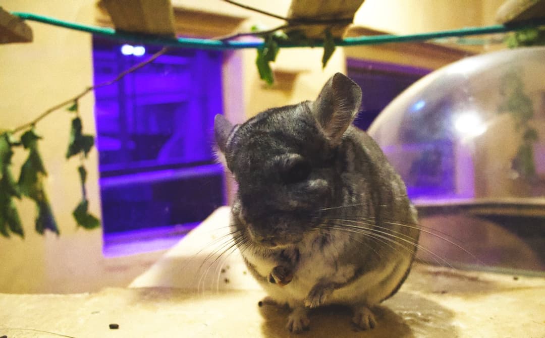 Chinchilla