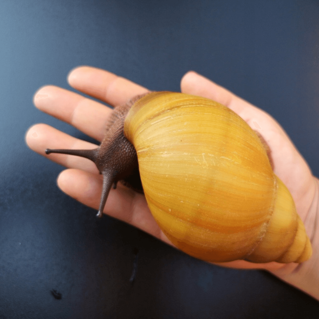 Escargot géant de l'ouest africain dans une main