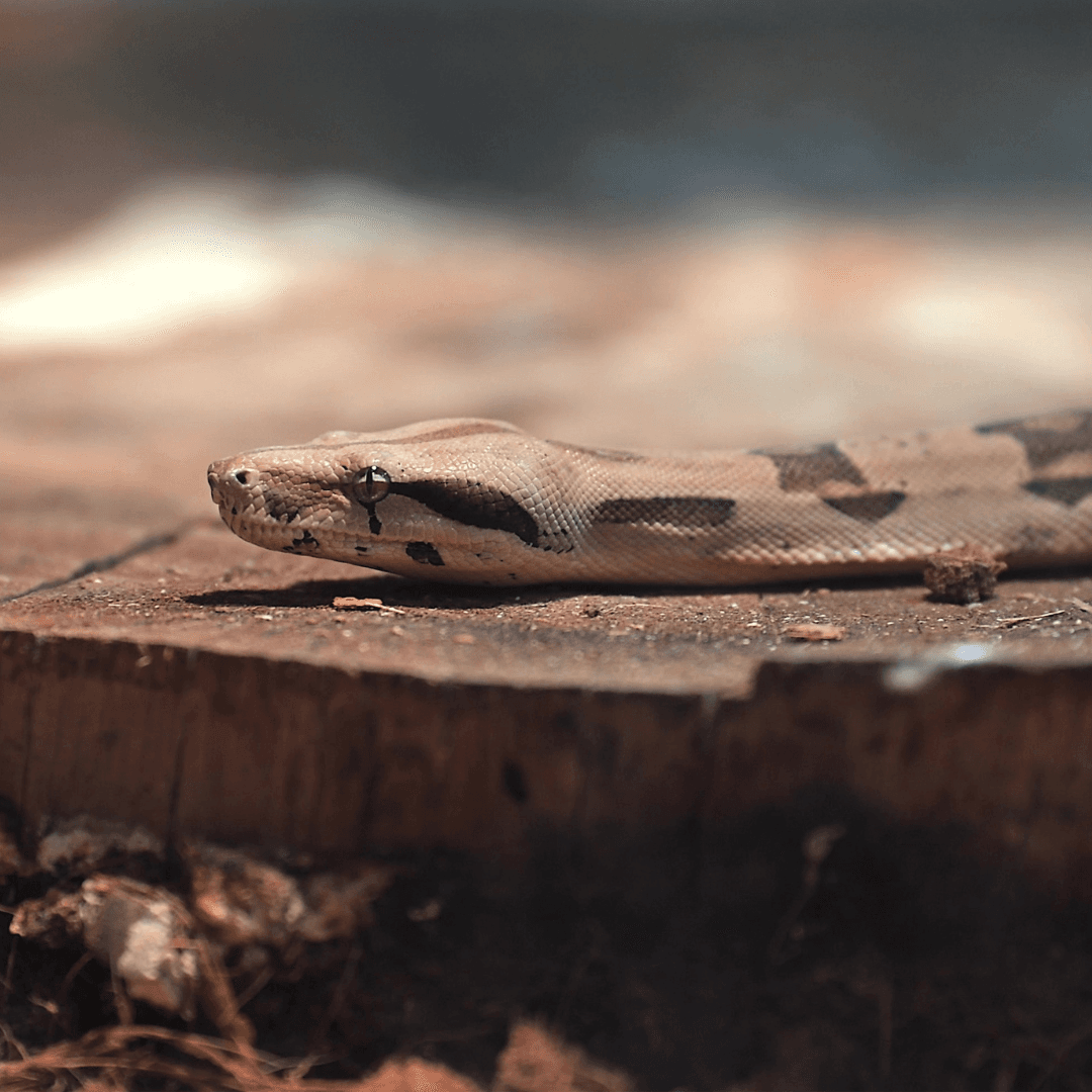 Boa constrictor ou Boa constricteur dans son terrarium