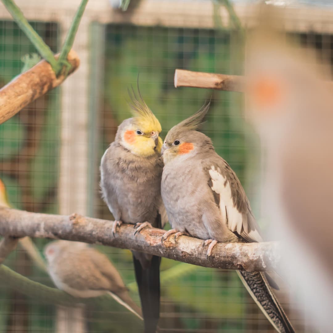 deux Calopsittes élégantes sur une branche d'arbre dans leur cage