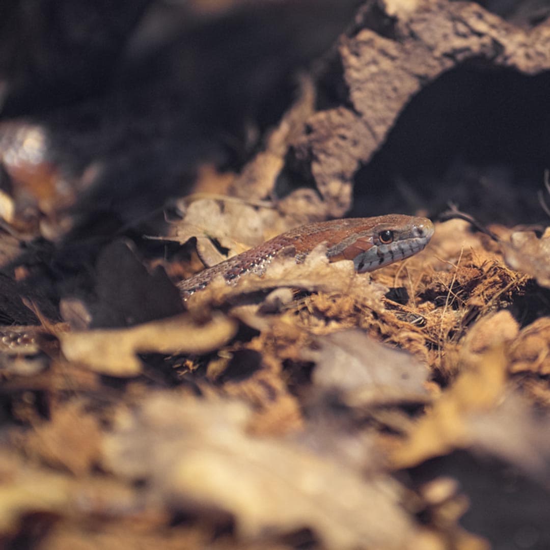 Serpent des blés dans les feuilles, dans son terrarium