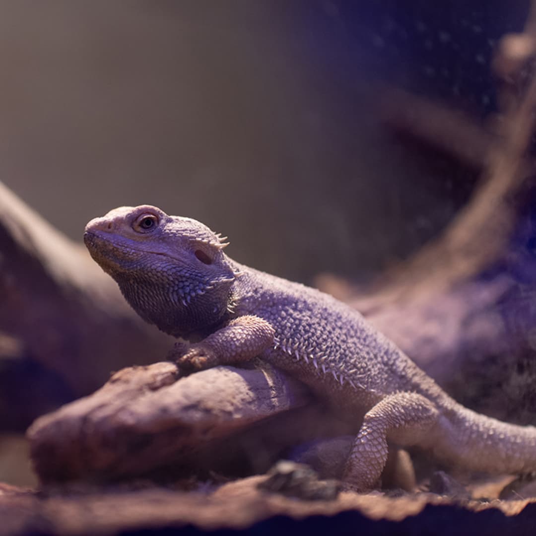 agame barbu ou pogona dans son terrarium