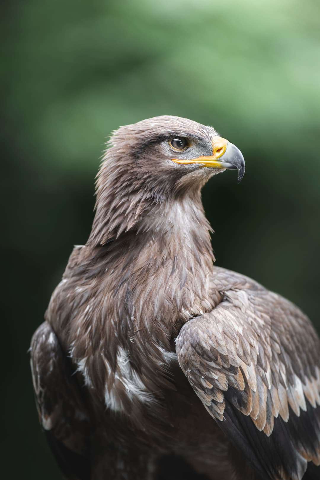 Aigle des Steppes