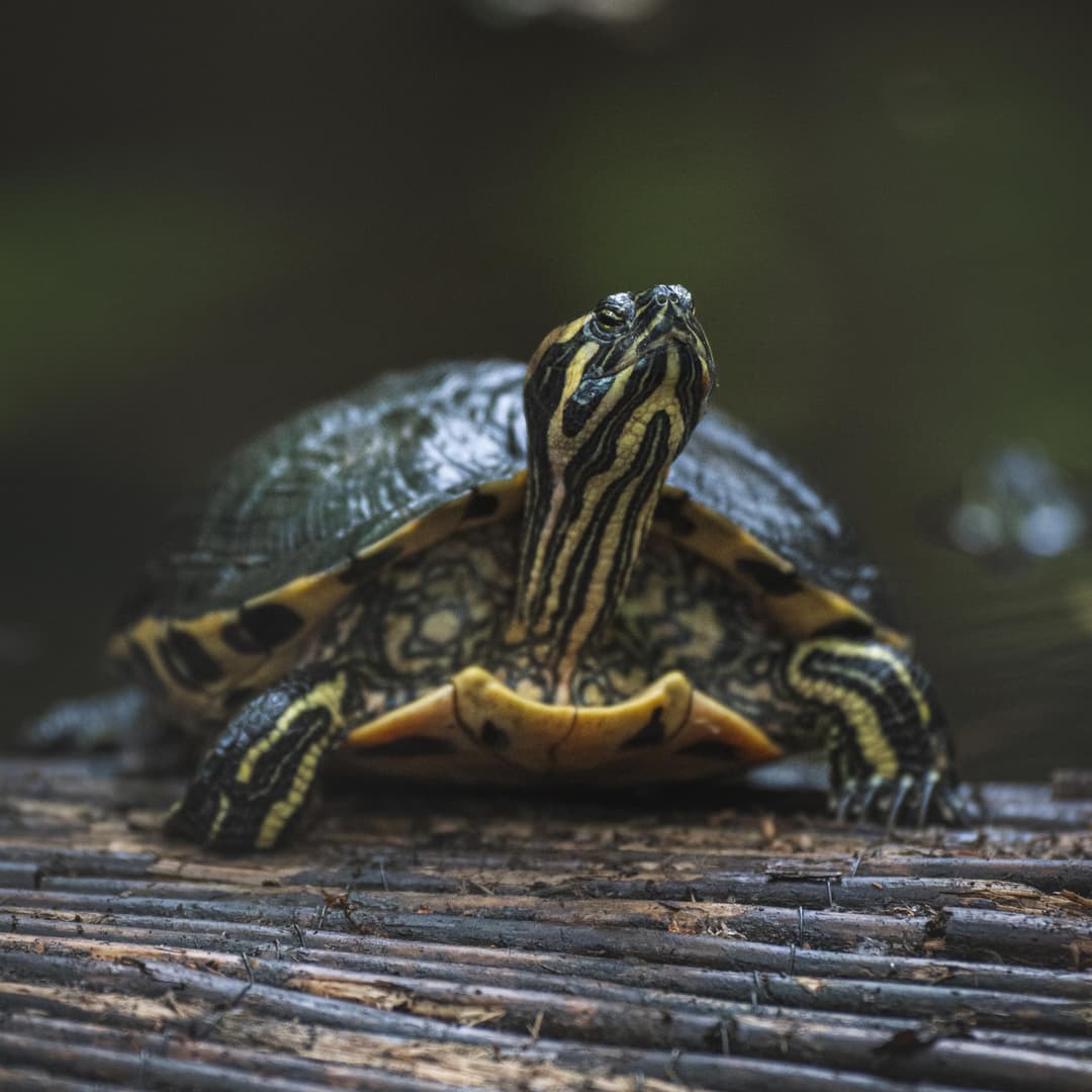 Tortue de Floride sur un tronc d'arbre