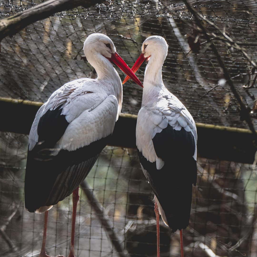 Deux Cigognes blanches dans leur cage