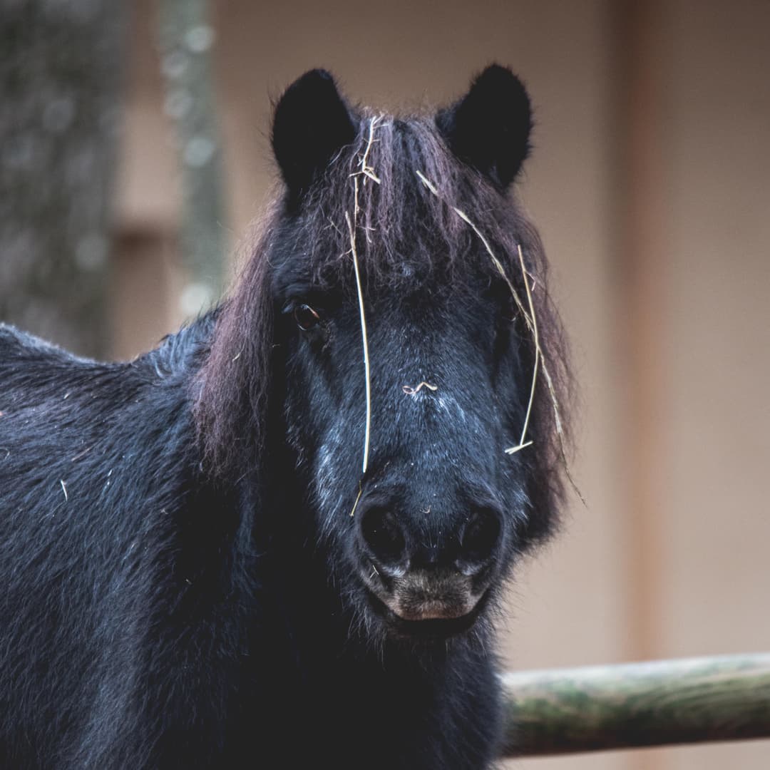 Poney Shetland