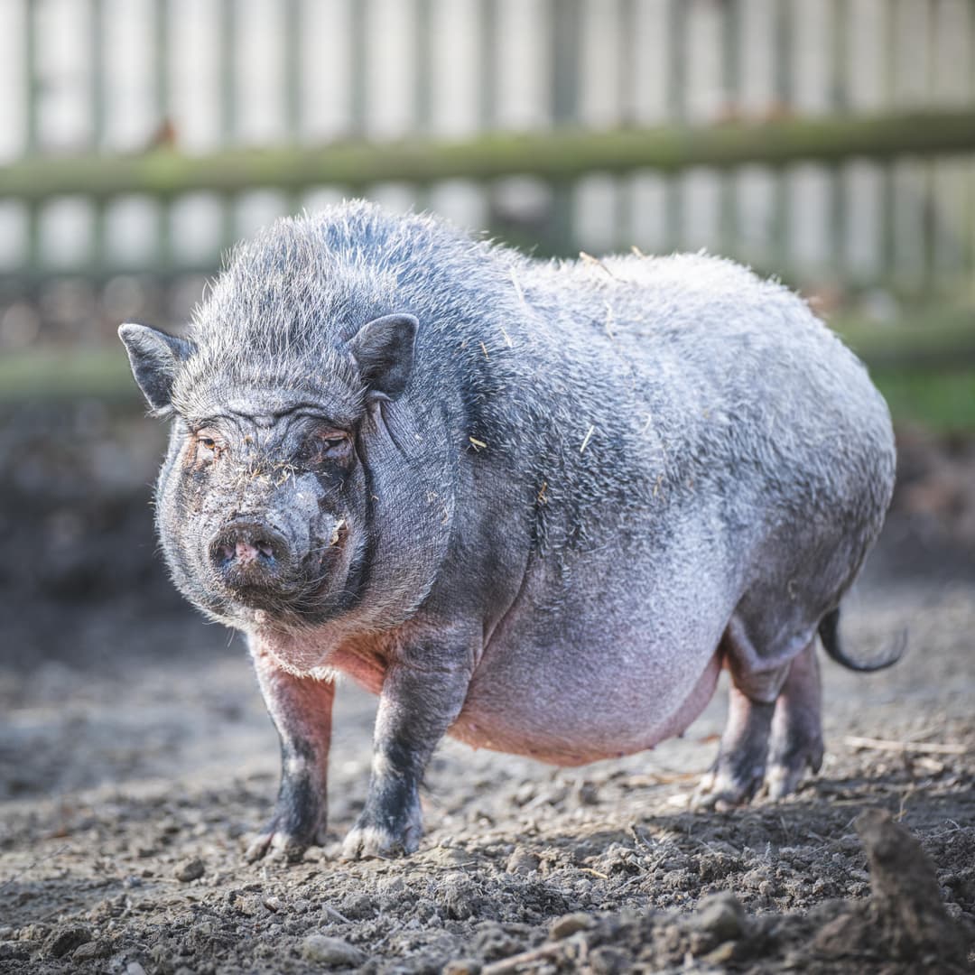 Cochon vietnamien dans son enclos