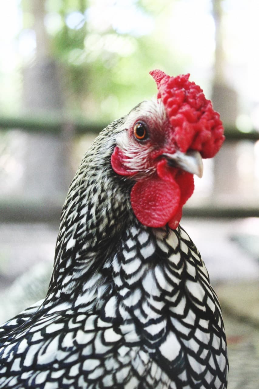 Poule sebright