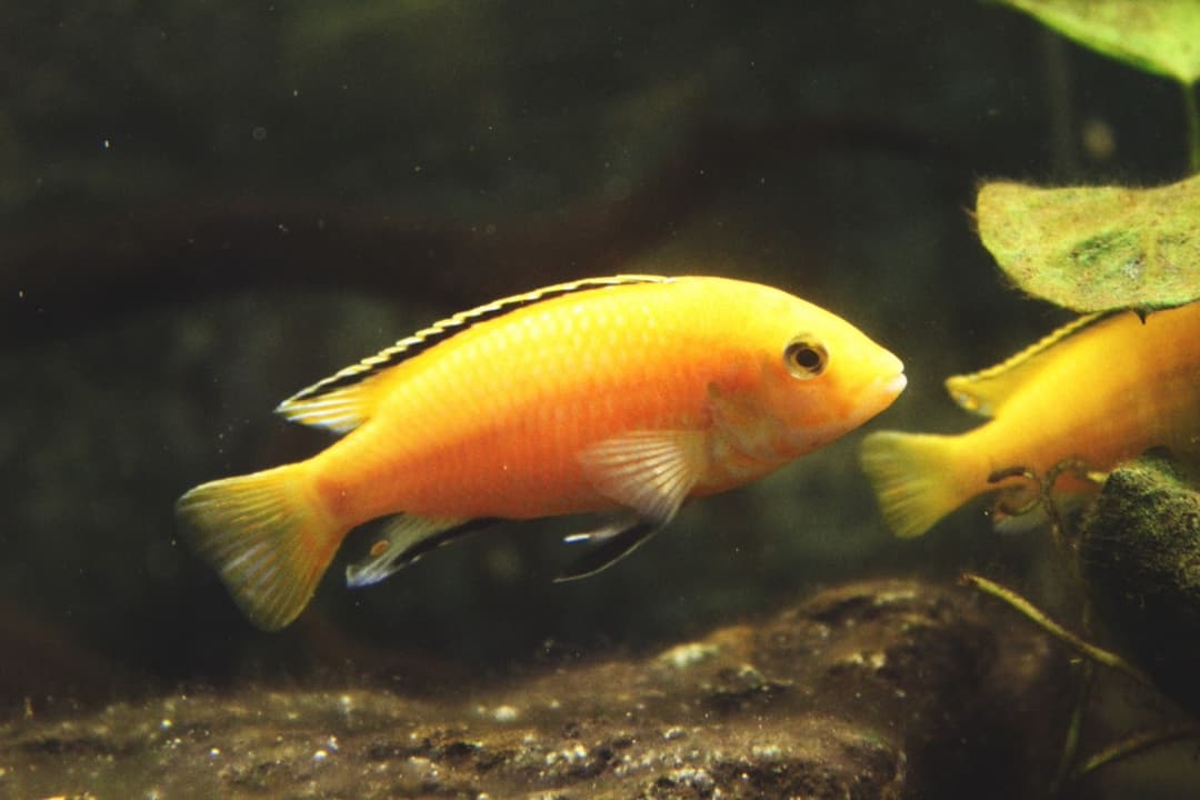 Labido jaune