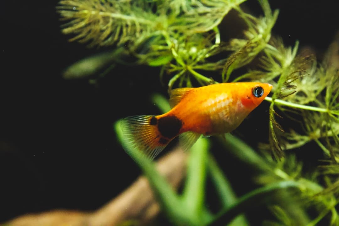 Platy