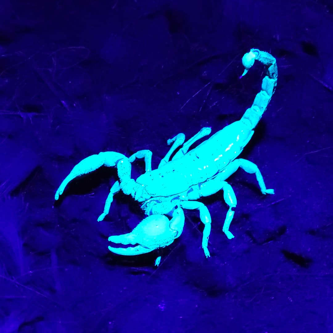 Scorpion empereur fluorescent dans le noir de la grotte
