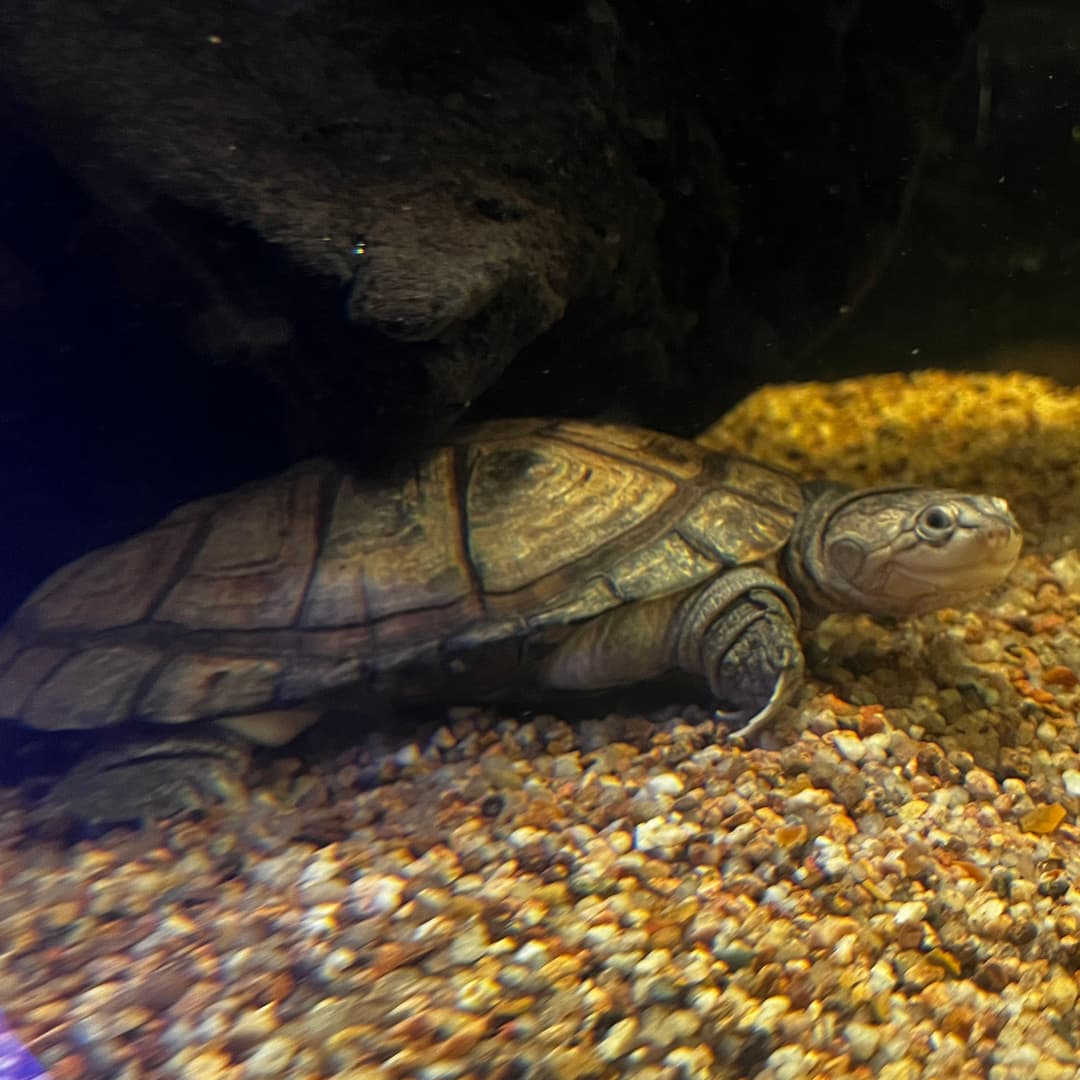 Péloméduse roussâtre dans son aquarium