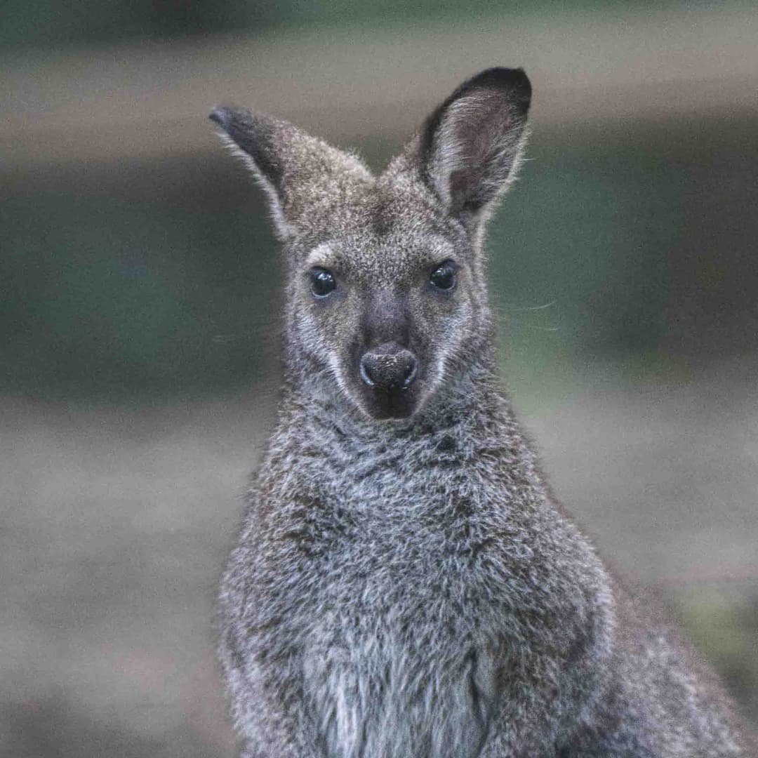 wallaby de bennett