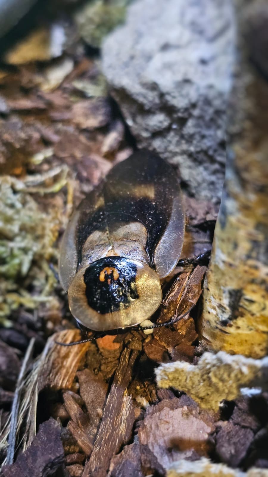 Blatte craniifer